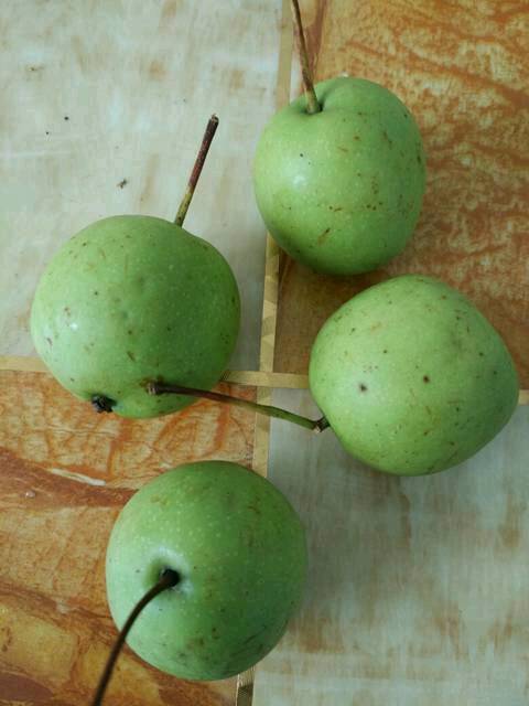 能根治鹅口疮反复发作的野生水果_我宝宝三个