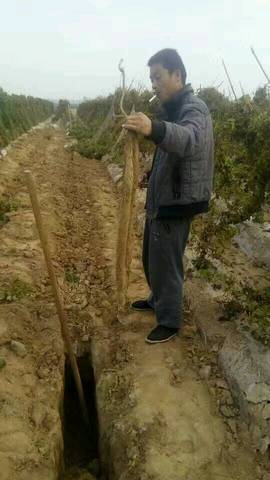 圈子 茶余饭后  展开阅读全文 落树晚凉 3楼  山药豆倒是吃过,买