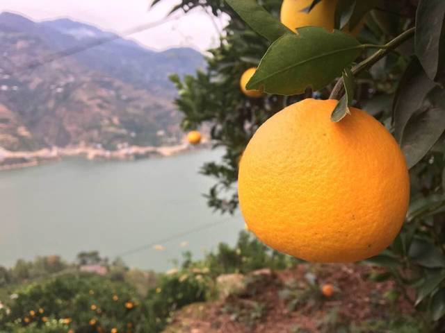 老家湖北的橙子熟了_老家湖北宜昌的橙子熟了