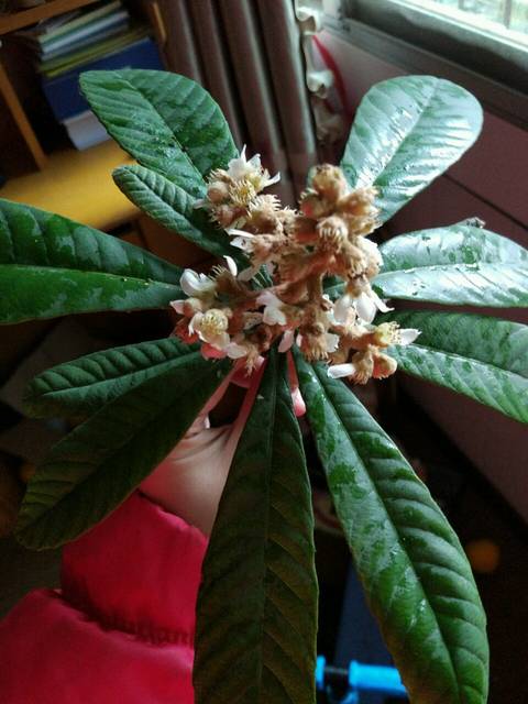 枇杷叶子求科普_请问娘娘们这是枇杷叶子吗_宝宝树