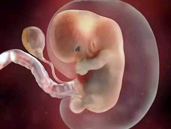 胎儿生命太震撼,准妈妈肚子里的宝宝发育高清