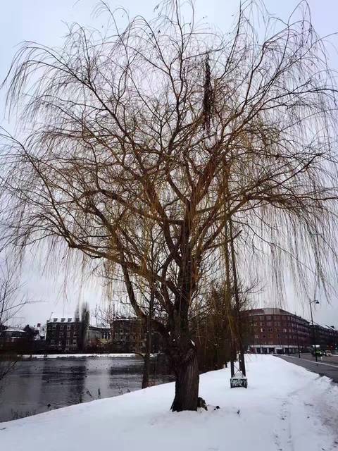 有谁喝丹麦Arla宝贝与我,森宝,喜宝,雀巢奶粉的