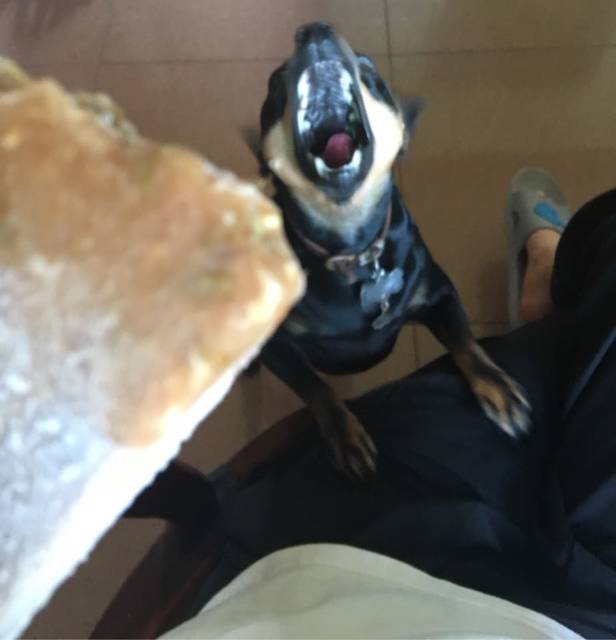 有养小鹿犬的吗?感觉这家伙智商超低啊~_家里