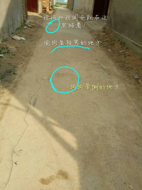 吓傻了!腿都下软了!_今天我家狗狗在眼皮子底