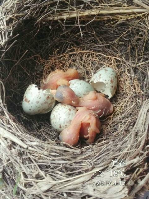 破壳而出咯，围观鸟宝宝的亲呢，快带着宝宝继续围观它的成长吧__宝宝树