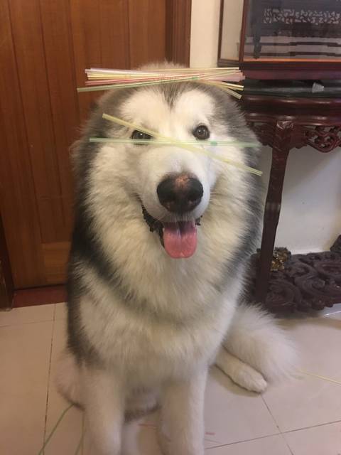 阿拉斯加会咬人么?_三岁女孩适合养阿拉斯加