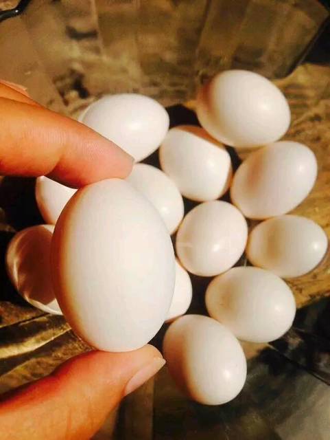 鸽蛋是宝宝首选_鸽子蛋富含各种营养成分,平时