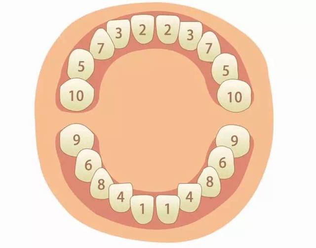 宝宝长牙时间和顺序,你家宝宝掉队了吗?