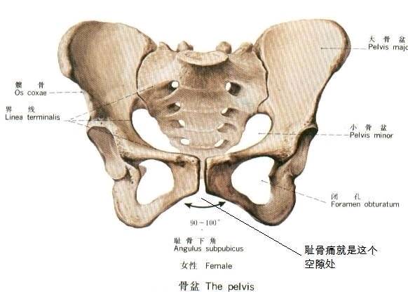 各位孕妈不懂耻骨在哪里的都过看一看