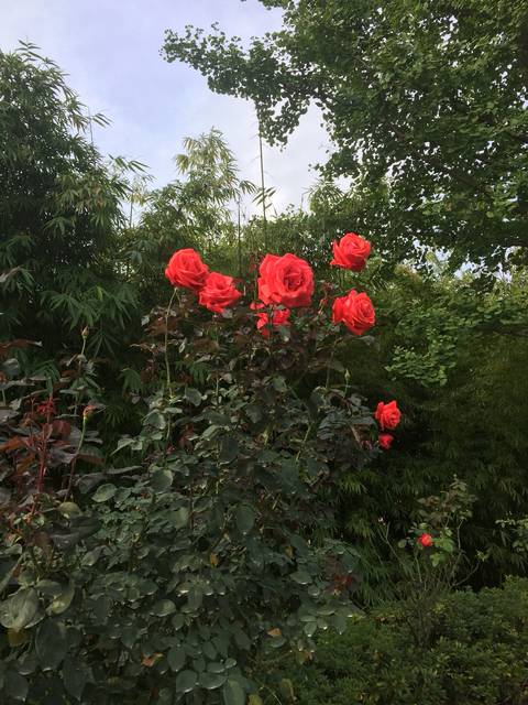 为什么…要个孩子这么难?