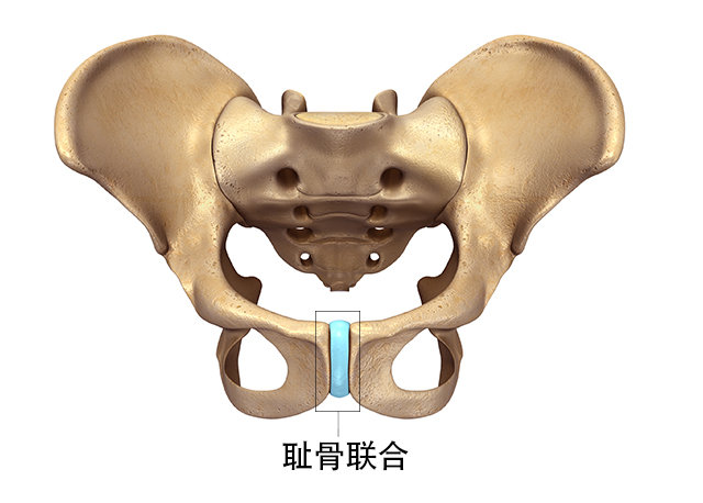 小欣一胎的时候耻骨没有痛过,如今怀了二胎,从6个月开始,经常吵着痛的