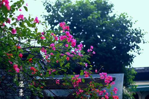 journal_insert_pic_665512244