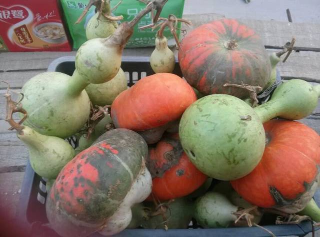 有红红的南瓜,那是看瓜,可以放在家里装饰的,还有好多的宝葫芦.