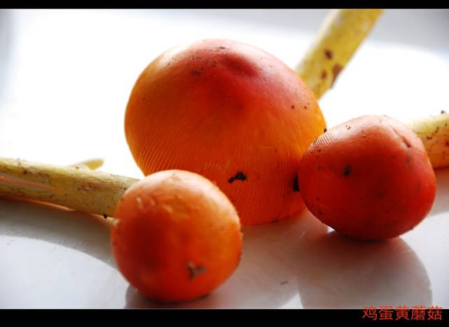 舌尖上的回家——鸡蛋黄蘑菇