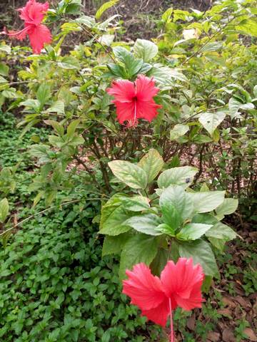 journal_insert_pic_716101631