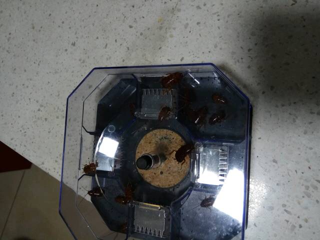 大广东又到了蟑螂跳舞的季节,肿么办_帖子下面有小强图片,胆小_宝宝树