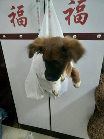 journal_insert_pic_794643996