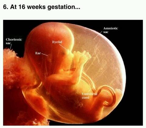 各个孕周胎儿在子宫内的样子