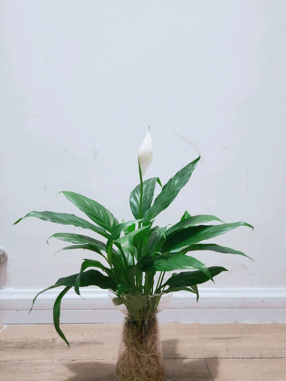 荷兰花卉小镇，花很美，拍照技术有长进了😄