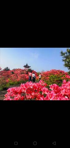 journal_insert_pic_1227710455