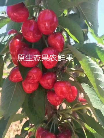 journal_insert_pic_1231863709