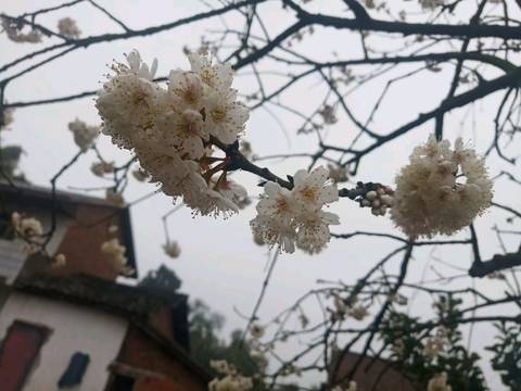 journal_insert_pic_1540217594