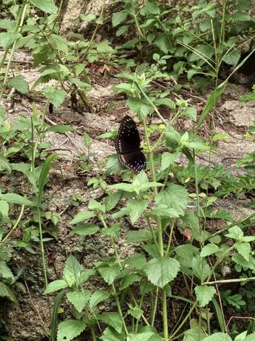 journal_insert_pic_4120117358