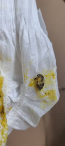 journal_insert_pic_4442928745