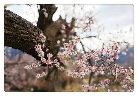 journal_insert_pic_1202123371