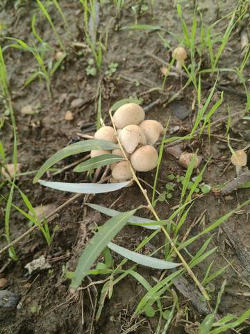 journal_insert_pic_4414758104